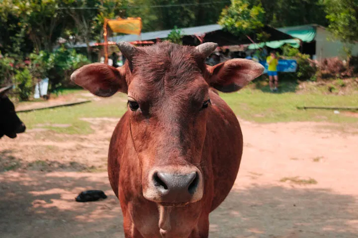 Cow near the campsite at Cheung Sheung